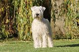 IRISH WHEATEN TERRIER 001